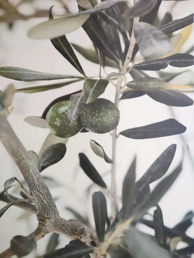 別荘 Greca Mare-Traditional Greek Boutique Apt. プサコウディア ギリシャ